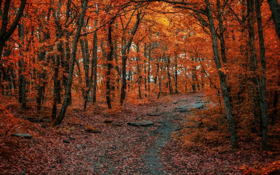 Beat the Fall Frenzy: 7 Ways to Use Your Summer Wisely
